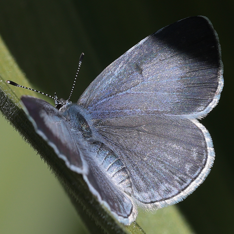 Celastrina echo