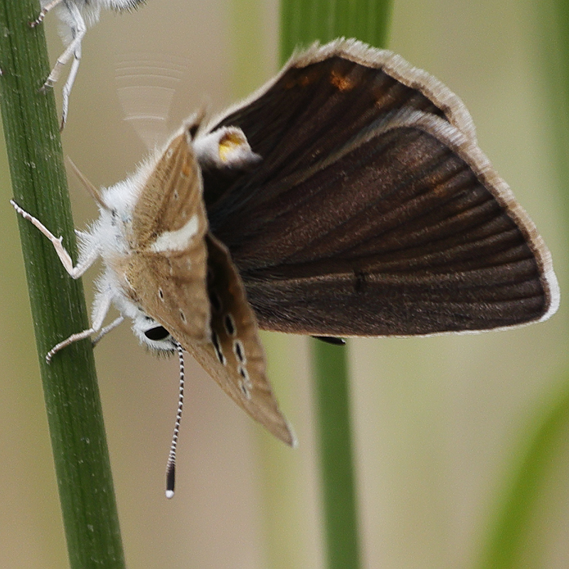Polyommatus turcicola