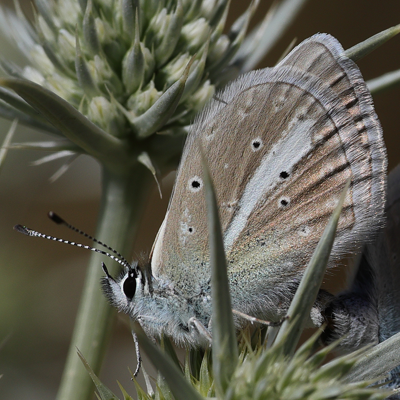 Polyommatus baytopi