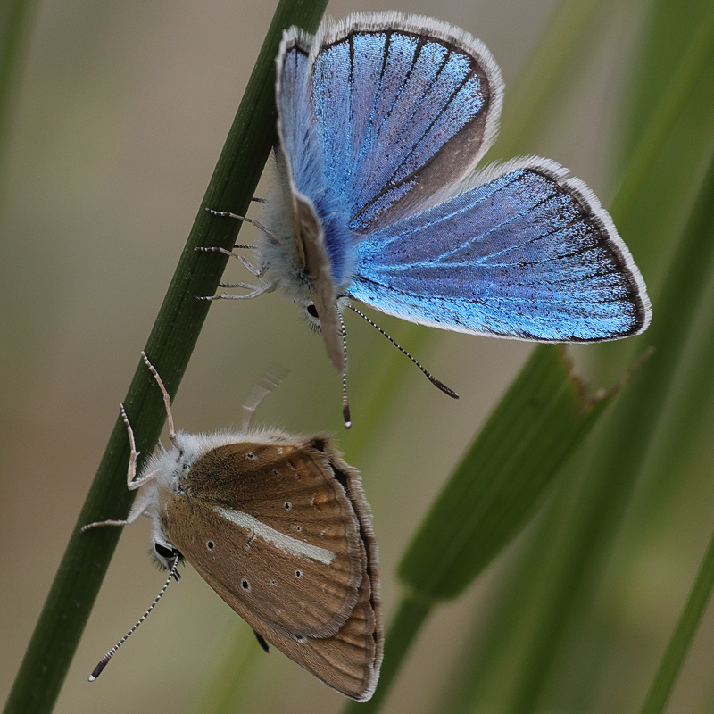Polyommatus turcicola