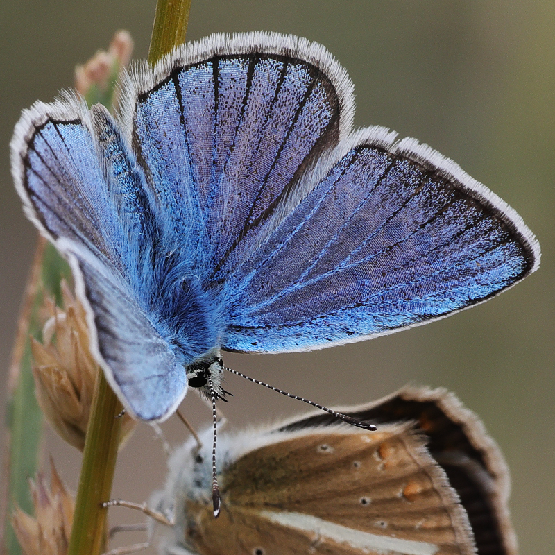 Polyommatus turcicola