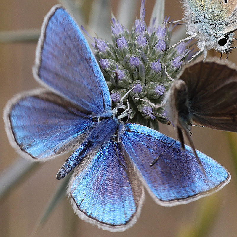 Polyommatus altivagans vaspurakani<