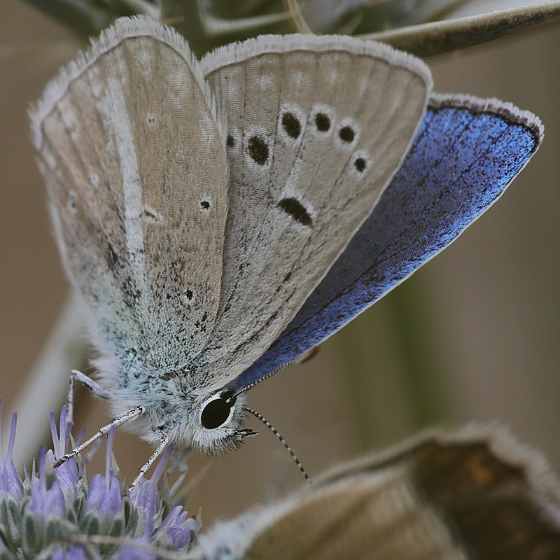 Polyommatus altivagans vaspurakani<