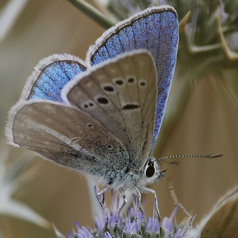 Polyommatus altivagans vaspurakani<