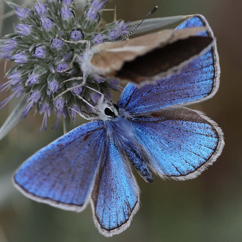 Polyommatus altivagans vaspurakani<