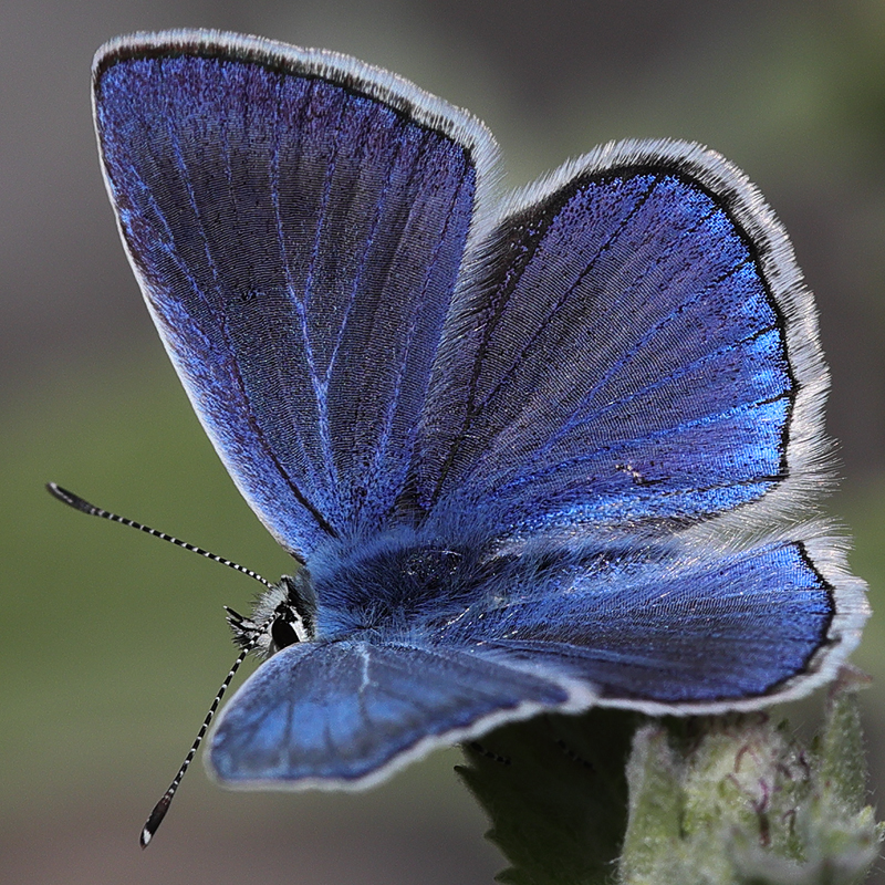Polyommatus pseudactis