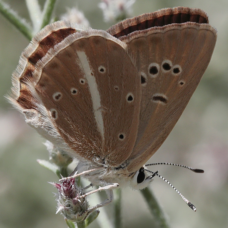 Polyommatus demavendi