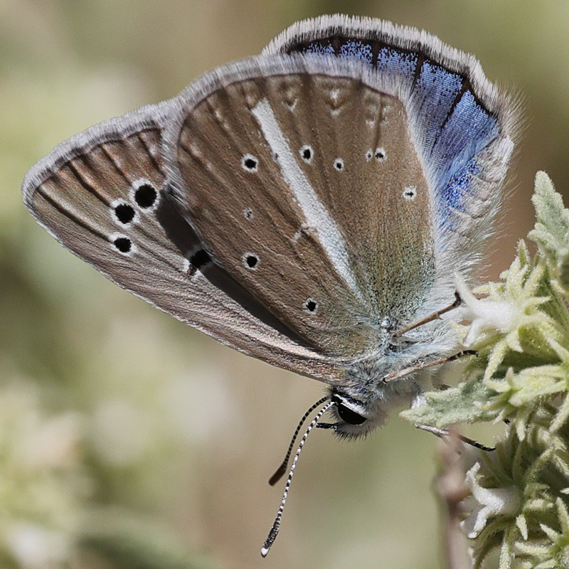 Polyommatus zapvadi