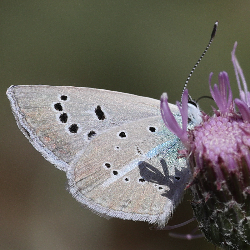 Polyommatus surakovi (sekerciogliu)