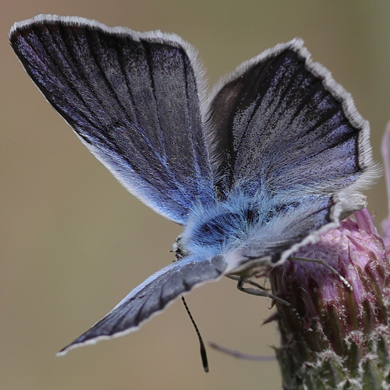 Polyommatus surakovi (sekerciogliu)