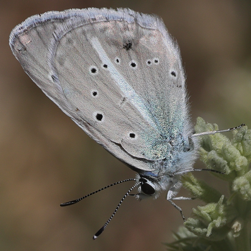 Polyommatus surakovi (sekerciogliu)