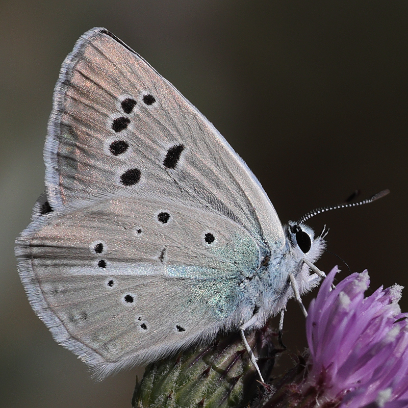 Polyommatus surakovi (sekerciogliu)