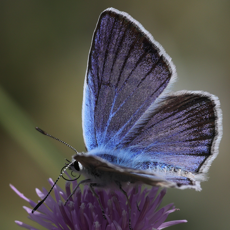 Polyommatus surakovi (sekerciogliu)