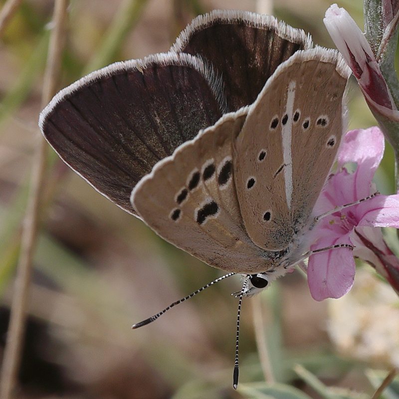 Polyommatus surakovi (sekerciogliu) (female)
