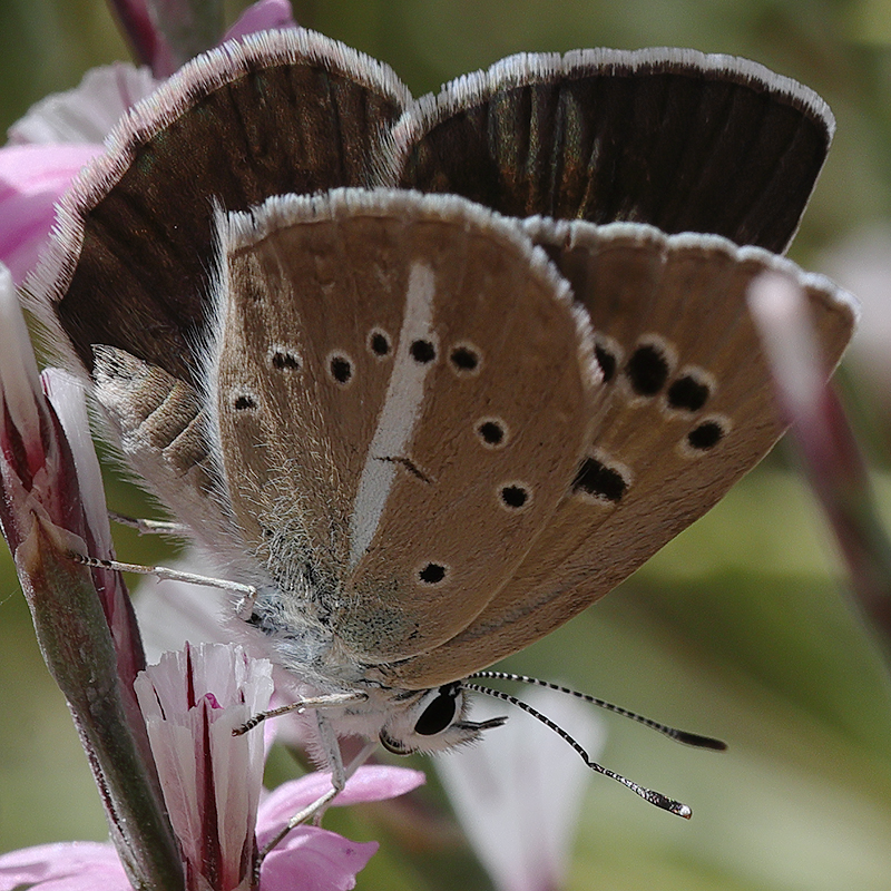 Polyommatus surakovi (sekerciogliu) (female)
