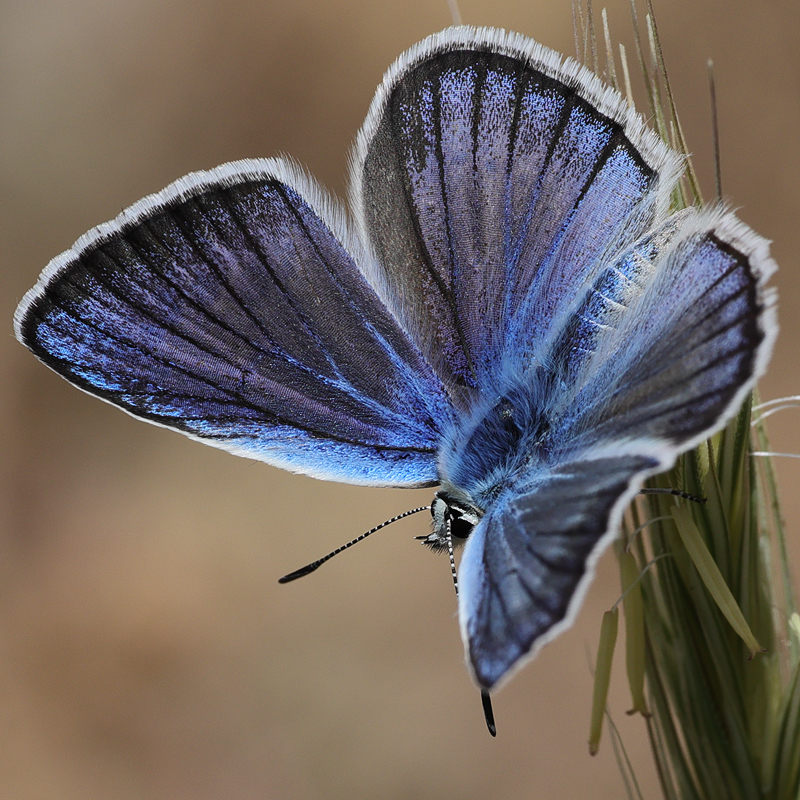 Polyommatus surakovi (sekerciogliu)