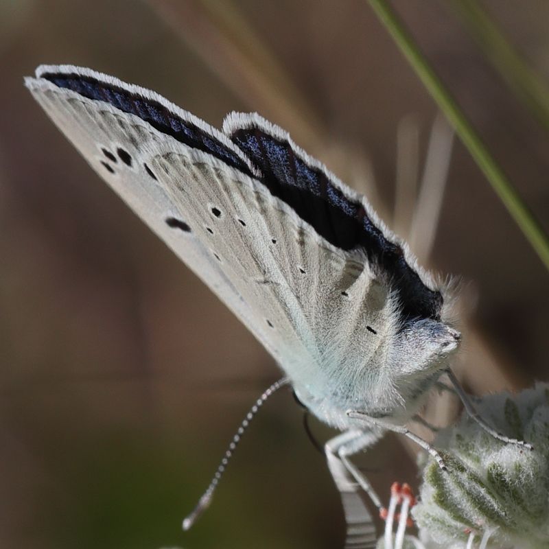 Polyommatus cyaneus