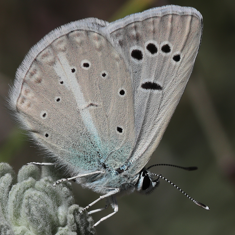 Polyommatus cyaneus