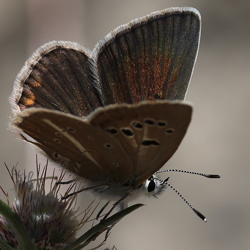 Polyommatus zapvadi female