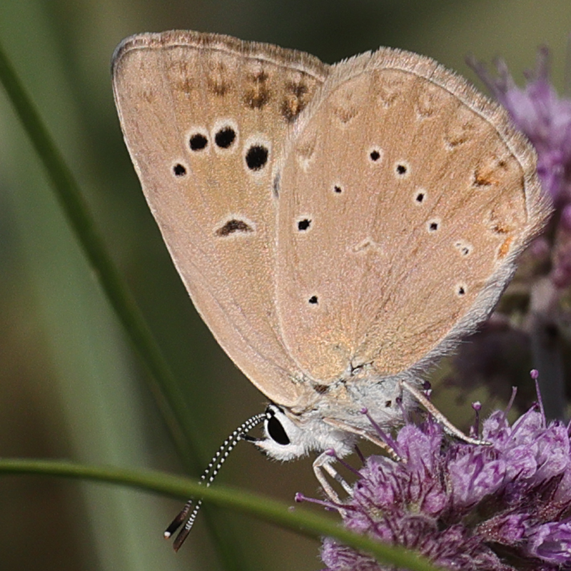 Polyommatus hopfferi female