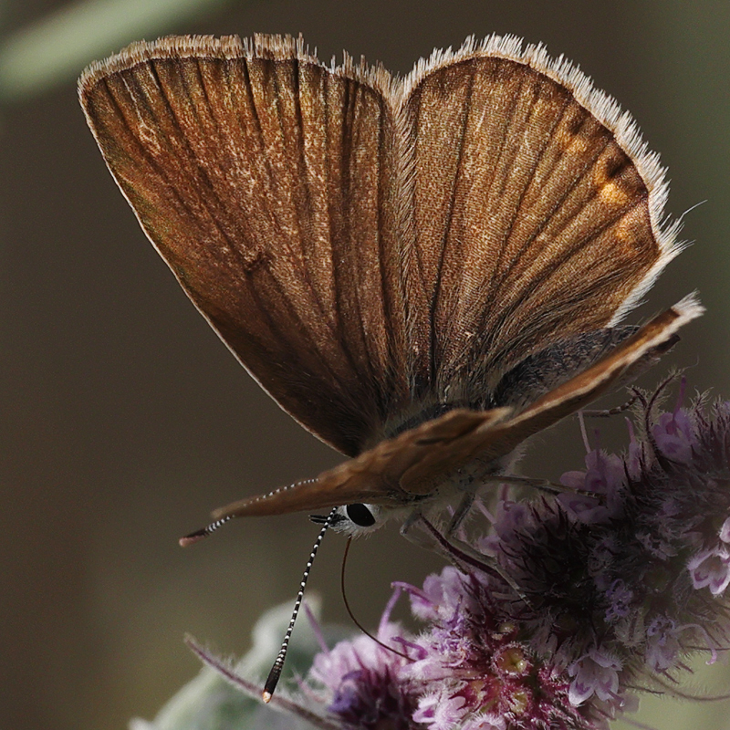 Polyommatus hopfferi female