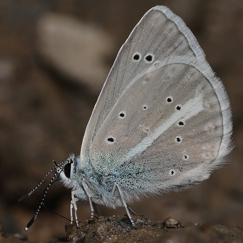 Polyommatus iphigenia