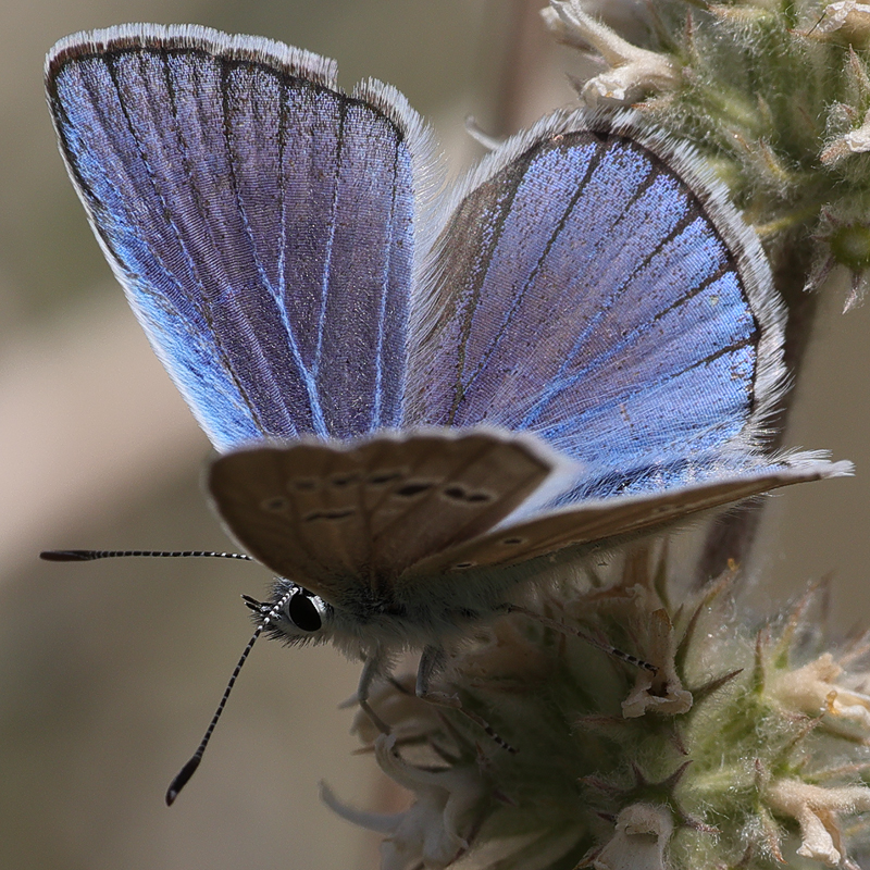 Polyommatus pierceae