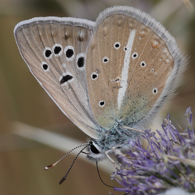 Polyommatus turcicola