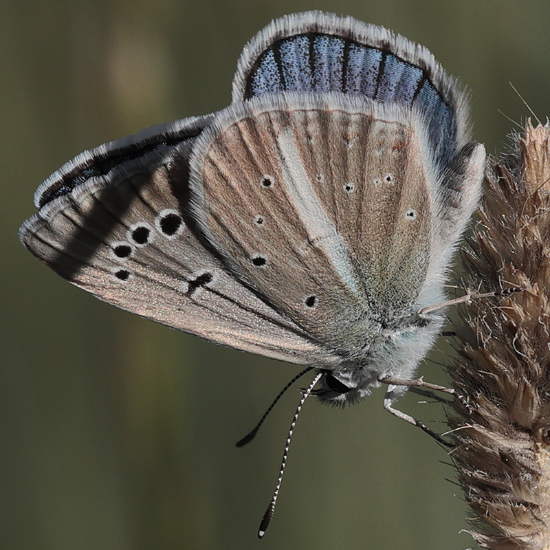 Polyommatus zapvadi