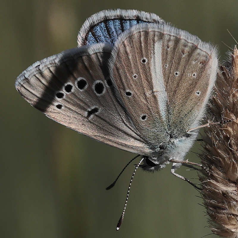 Polyommatus wagneri