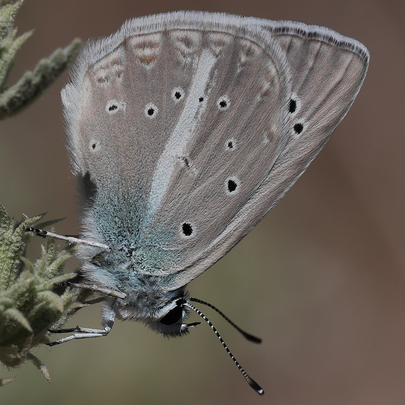 Polyommatus zapvadi