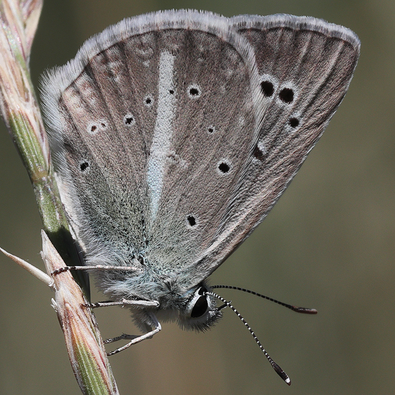 Polyommatus zapvadi
