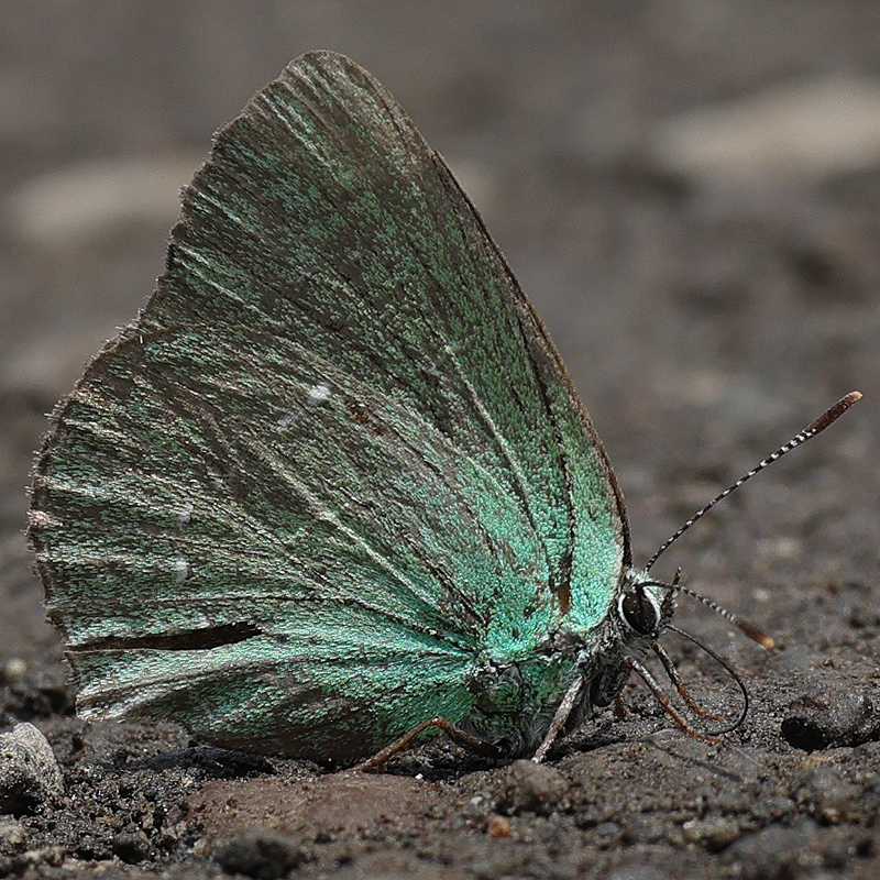 Callophrys herculeana