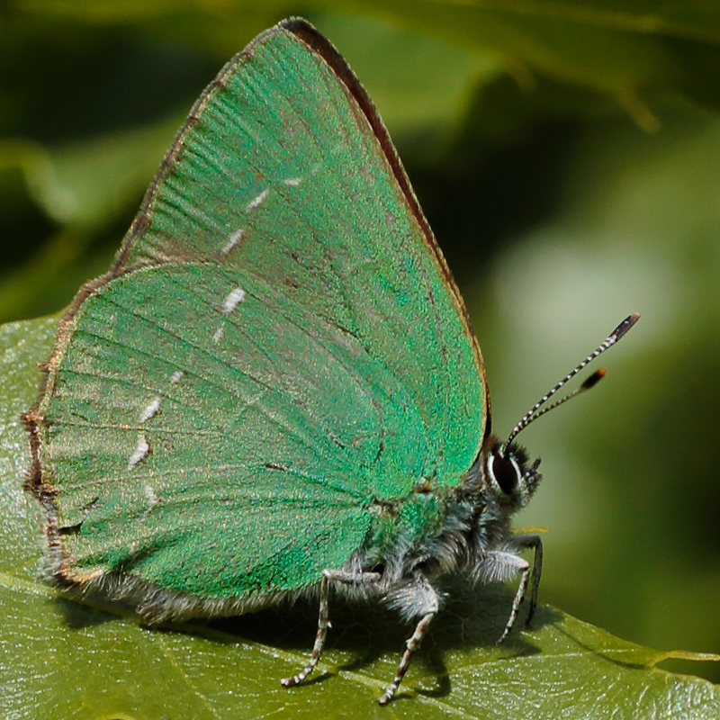 Callophrys herculeana