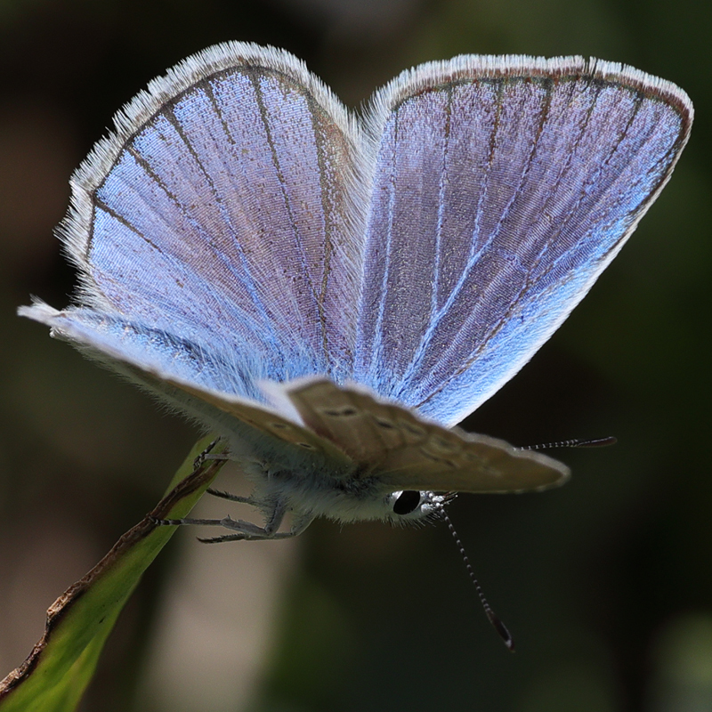 Polyommatus pierceae
