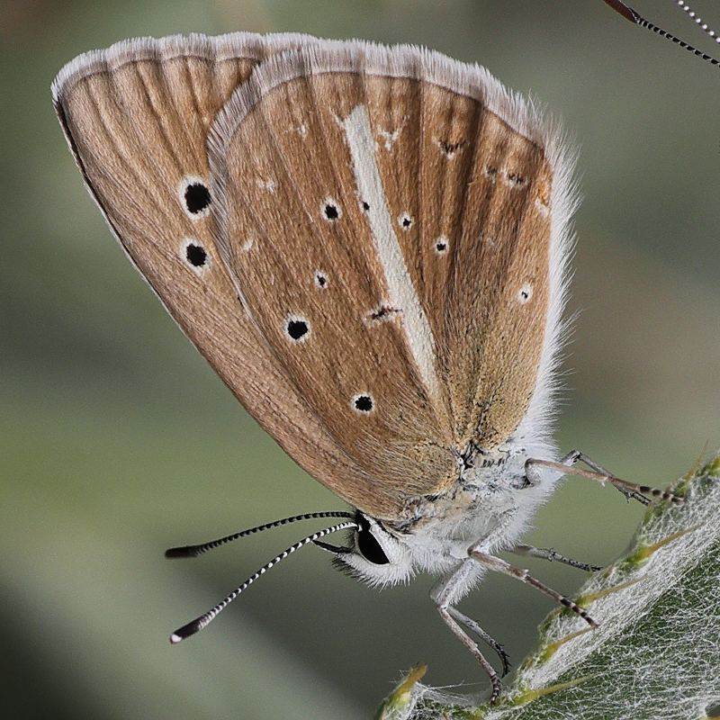 Polyommatus pierceae