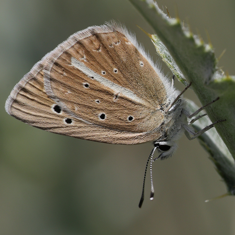 Polyommatus zapvadi