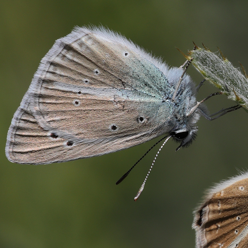 Polyommatus zapvadi
