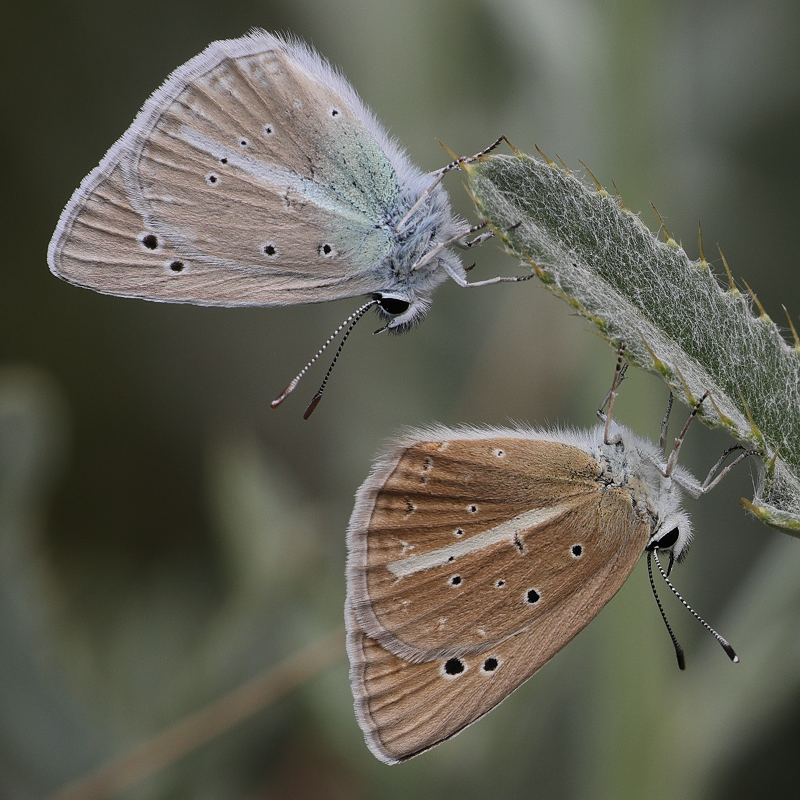 Polyommatus zapvadi