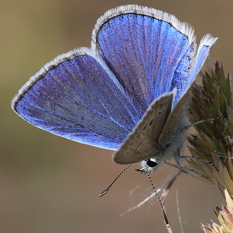 Polyommatus wagneri (iphiactis)