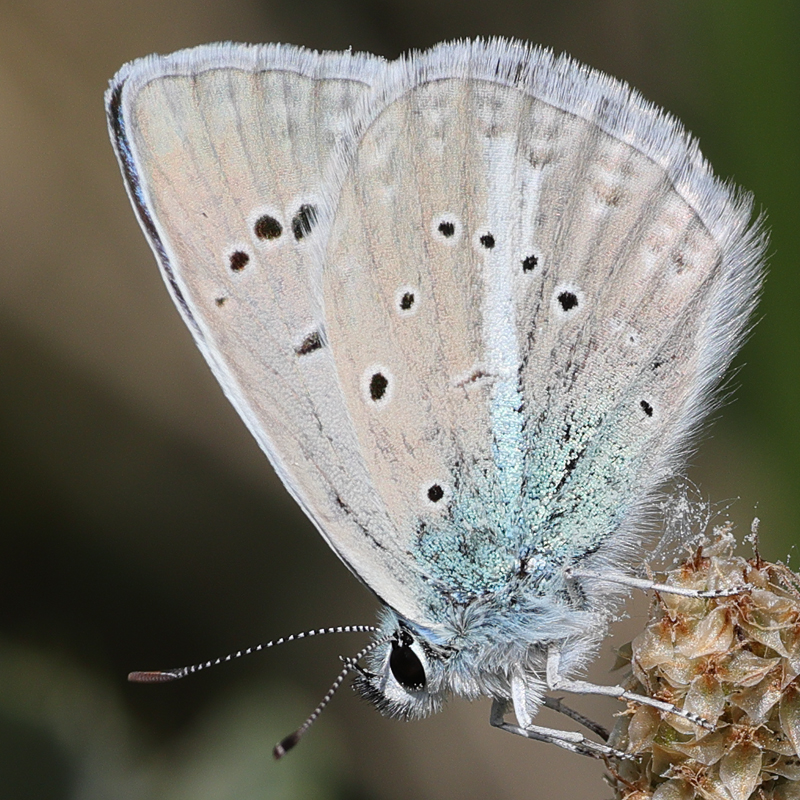 Polyommatus pierceae