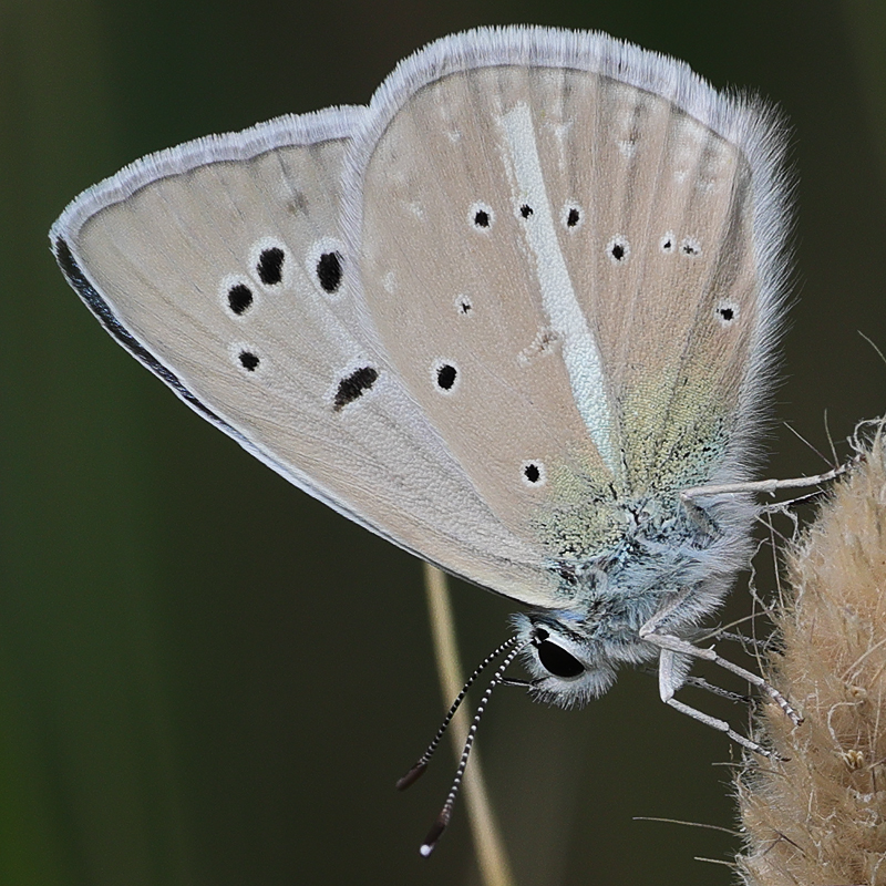 Polyommatus zapvadi