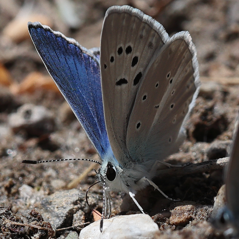 Polyommatus haigi