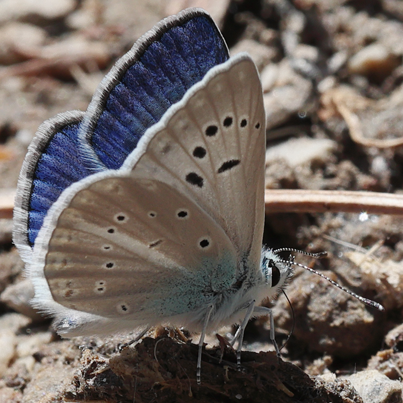 Polyommatus haigi