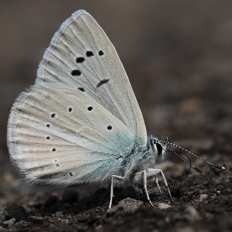 Polyommatus haigi