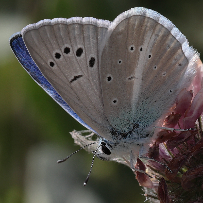 Polyommatus haigi