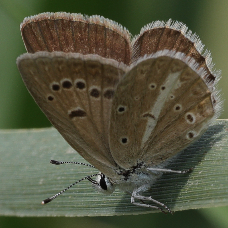 Polyommatus demavendi