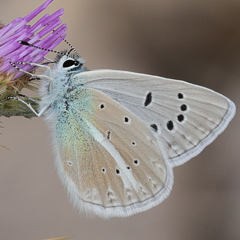 Polyommatus vanensis