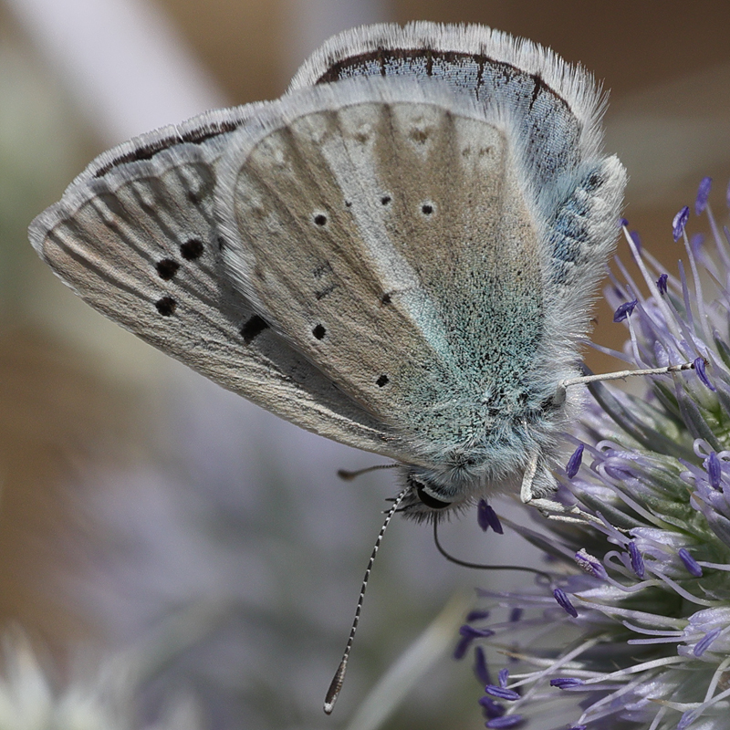 Polyommatus vanensis