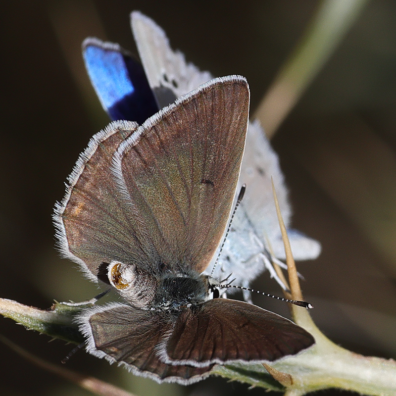 Polyommatus wagneri iphiactis female